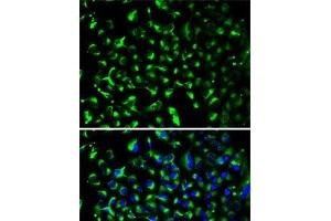 Immunofluorescence (IF) image for anti-Prohibitin (PHB) antibody (ABIN7257112)