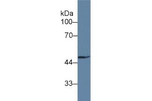 Detection of GAS6 in Rat Heart lysate using Polyclonal Antibody to Growth Arrest Specific Protein 6 (GAS6) (GAS6 抗体  (AA 503-664))