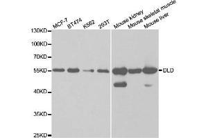 Western Blotting (WB) image for anti-Dihydrolipoamide Dehydrogenase (DLD) antibody (ABIN1876591) (DLD 抗体)