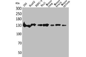 Western Blot analysis of 293 HepG2 BXPC-3 Raji mouse lung mouse brain mouse spleen cells using IL-16 Polyclonal Antibody (IL16 抗体  (C-Term))
