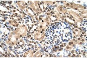 Immunohistochemical staining (Formalin-fixed paraffin-embedded sections) of human kidney with IFIT3 polyclonal antibody  at 4-8 ug/mL working concentration. (IFIT3 抗体  (N-Term))