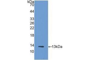 Detection of Recombinant Trx, Human using Polyclonal Antibody to Thioredoxin (Trx) (TXN 抗体  (AA 1-105))