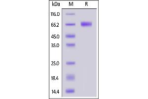 SDS-PAGE (SDS) image for C-Type Lectin Domain Family 12, Member A (CLEC12A) (AA 65-265) (Active) protein (AVI tag,Fc Tag,Biotin) (ABIN6973030)