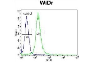 WDR5B Antibody (N-term) flow cytometric analysis of WiDr cells (right histogram) compared to a negative control cell (left histogram). (WDR5B 抗体  (N-Term))