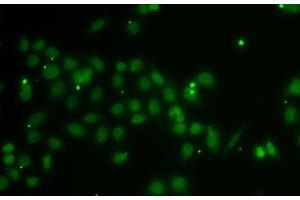 Immunofluorescence analysis of A-549 cells using POU6F1 Polyclonal Antibody (POU6F1 抗体)