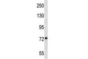 MFN1 antibody western blot analysis in Jurkat lysate. (MFN1 抗体  (AA 353-381))
