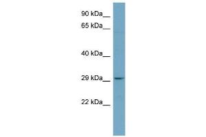 WB Suggested Anti-PAFAH1B2  Antibody Titration: 0.