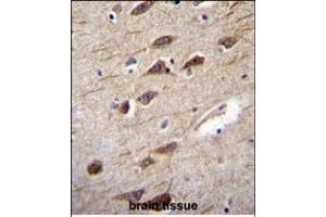 RUSC2 Antibody (N-term) (ABIN656030 and ABIN2845404) immunohistochemistry analysis in formalin fixed and paraffin embedded human brain tissue followed by peroxidase conjugation of the secondary antibody and DAB staining.