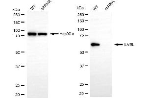 Western blotting analysis using ILVBL antibody (ABIN7799022). (ILVBL 抗体)
