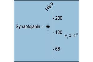 Western Blotting (WB) image for anti-Synaptojanin 1 (SYNJ1) (C-Term) antibody (ABIN782444) (Synaptojanin 1 抗体  (C-Term))