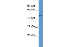 Host: Rabbit Target Name: PANK2 Sample Type: COLO205 Whole Cell lysates Antibody Dilution: 1. (PANK2 抗体  (Middle Region))