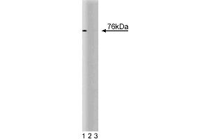 Western blot analysis of CUL-2 on a Jurkat cell lysate (Human T-cell leukemia, ATCC TIB-152). (Cullin 2 抗体  (AA 18-182))