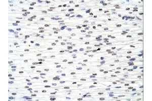 Image no. 1 for anti-Acidic (Leucine-Rich) Nuclear phosphoprotein 32 Family, Member A (ANP32A) (N-Term) antibody (ABIN202122) (PHAP1 抗体  (N-Term))