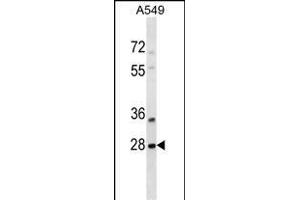 SNF8 Antibody (N-term) (ABIN1539325 and ABIN2849028) western blot analysis in A549 cell line lysates (35 μg/lane). (SNF8 抗体  (N-Term))
