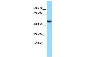 WB Suggested Anti-LIPN Antibody Titration: 1. (LIPN 抗体  (C-Term))