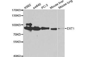 Western blot analysis of extracts of various cell lines, using EXT1 antibody. (EXT1 抗体  (AA 467-746))