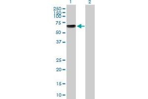 Western Blot analysis of KCNA1 expression in transfected 293T cell line by KCNA1 MaxPab polyclonal antibody. (KCNA1 抗体  (AA 1-495))