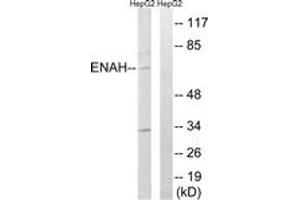 Western blot analysis of extracts from HepG2 cells, using ENAH Antibody. (ENAH 抗体  (AA 472-521))