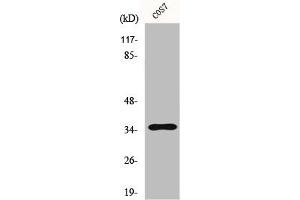 Western Blot analysis of A549 cells using FoxL1 Polyclonal Antibody (FOXL1 抗体  (Internal Region))