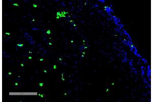 Immunohistochemistry analysis using Mouse Anti-Acrolein Monoclonal Antibody, Clone 10A10 (ABIN5067183). (Acrolein 抗体  (Atto 488))