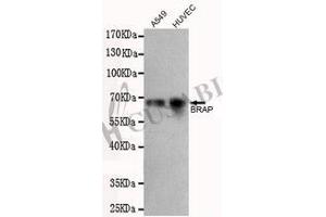 Western blot detection of BRAP in A549 and HUVEC cell lysates using BRAP antibody (1:500 diluted). (BRAP 抗体)