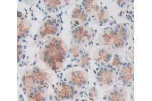 IHC-P analysis of stomach tissue, with DAB staining. (PCCA 抗体  (AA 580-728))