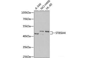 Western blot analysis of extracts of various cell lines using ST8SIA4 Polyclonal Antibody at dilution of 1:1000.