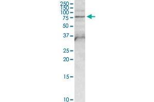 FPGT MaxPab rabbit polyclonal antibody. (FPGT 抗体  (AA 1-594))