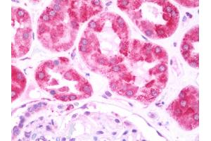 Anti-LRPAP1 antibody IHC staining of human kidney.