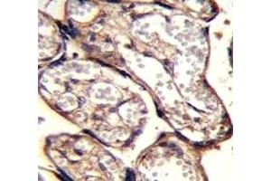 IGF2 antibody immunohistochemistry analysis in formalin fixed and paraffin embedded human placenta tissue. (IGF2 抗体  (AA 39-68))