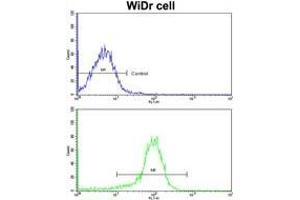 Flow Cytometry: Analysis of widr cells using AP17856PU-N ZWINT Antibody (Center)(bottom histogram) compared to a Negative control cell (Top histogram). (ZWINT 抗体  (Middle Region))