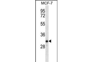 TESSP1 Antibody (Center) (ABIN656462 and ABIN2845746) western blot analysis in MCF-7 cell line lysates (35 μg/lane). (TESSP1 抗体  (AA 106-133))