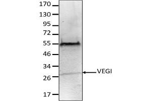Image no. 1 for anti-Tumor Necrosis Factor (Ligand) Superfamily, Member 15 (TNFSF15) antibody (ABIN3071877) (TNFSF15 抗体)