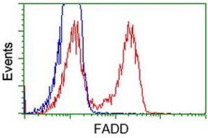 HEK293T cells transfected with either RC201805 overexpress plasmid (Red) or empty vector control plasmid (Blue) were immunostained by anti-FADD antibody (ABIN2453015), and then analyzed by flow cytometry. (FADD 抗体)