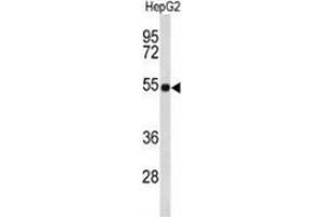 Western blot analysis of Fibulin-4 (arrow) in HepG2 cell line lysates (35ug/lane) using Fibulin-4  Antibody  (C-term). (FBLN4 抗体  (C-Term))
