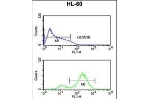 EIF4E Antibody (ABIN650675 and ABIN2838634) flow cytometric analysis of HL-60 cells (bottom histogram) compared to a negative control cell (top histogram). (EIF4E 抗体)