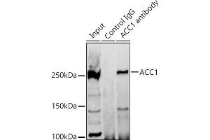 Immunoprecipitation analysis of 300 μg extracts of 293T cells using 3 μg  antibody (ABIN7265370). (Acetyl-CoA Carboxylase alpha 抗体)