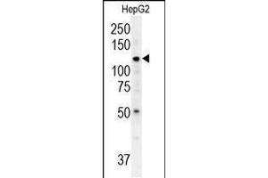 Western blot analysis in HepG2 cell line lysates (35ug/lane). (ATP13A3 抗体  (N-Term))