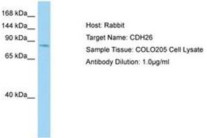 Image no. 1 for anti-Cadherin 26 (CDH26) (AA 385-434) antibody (ABIN6750170) (CDH26 抗体  (AA 385-434))