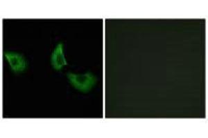 Immunofluorescence analysis of A549 cells, using EFEMP2 antibody. (FBLN4 抗体)