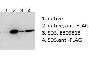 Western Blotting (WB) image for anti-Bicaudal C Homolog 1 (BICC1) (AA 223-234) antibody (ABIN5913408) (BICC1 抗体  (AA 223-234))