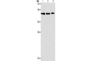 Western Blotting (WB) image for anti-Apolipoprotein B mRNA Editing Enzyme, Catalytic Polypeptide-Like 3G (APOBEC3G) antibody (ABIN2429217) (APOBEC3G 抗体)