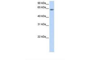 Image no. 1 for anti-Tripartite Motif Containing 9 (TRIM9) (C-Term) antibody (ABIN6737758) (TRIM9 抗体  (C-Term))