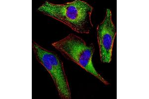 Immunofluorescent analysis of 4% paraformaldehyde-fixed, 0. (ATG4A 抗体)