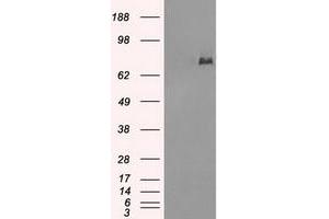 Image no. 2 for anti-P450 (Cytochrome) Oxidoreductase (POR) antibody (ABIN1497749) (POR 抗体)
