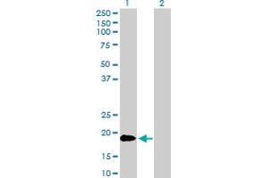 Western Blot analysis of TNFSF18 expression in transfected 293T cell line by TNFSF18 MaxPab polyclonal antibody. (TNFSF18 抗体  (AA 1-177))