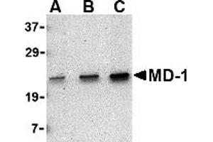 Western Blotting (WB) image for anti-Lymphocyte Antigen 86 (LY86) (C-Term) antibody (ABIN1030512) (LY86 抗体  (C-Term))