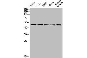 Western Blot analysis of L929 COLO 293T HELA MOUSE-brain cells using PTEN Polyclonal Antibody