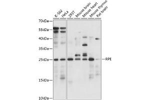 RPE 抗体  (AA 1-228)