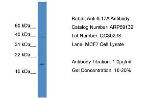 WB Suggested Anti-IL17A  Antibody Titration: 0. (Interleukin 17a 抗体  (N-Term))